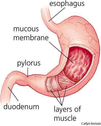 stomach diagram