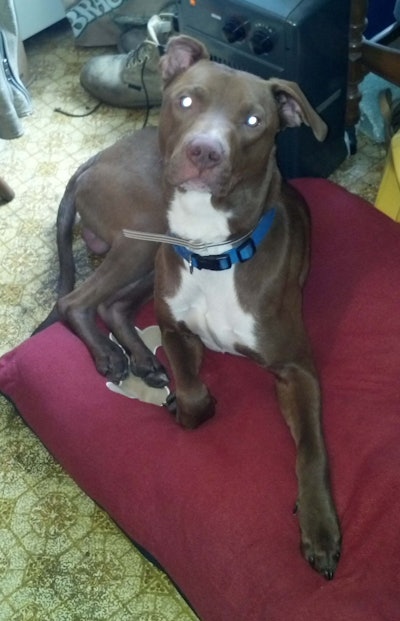 Buddy Roe Mary Hanlon's pit bull edit