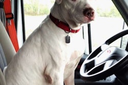 Operator Hanlon certainly wouldn’t be the first driver to run with a pet pit. Gilbert (pictured) was an entry in our Most Loved Pets competition, recently rounded up. He’s the pet of owner-operator Lee Williams, who says he was adopted “from Villalobos Rescue Center” in New Orleans after having been there seven years following rescue from a California fighting ring. “We had applied to other places for a pet, but because we are truck drivers they wouldn’t adopt to us. Thank god Villalobos thought outside of the box.” Gilbert “loves riding…. His forever home is with us.”