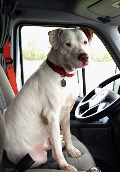 Operator Hanlon certainly wouldn’t be the first driver to run with a pet pit. Gilbert (pictured) was an entry in our Most Loved Pets competition, recently rounded up. He’s the pet of owner-operator Lee Williams, who says he was adopted “from Villalobos Rescue Center” in New Orleans after having been there seven years following rescue from a California fighting ring. “We had applied to other places for a pet, but because we are truck drivers they wouldn’t adopt to us. Thank god Villalobos thought outside of the box.” Gilbert “loves riding…. His forever home is with us.”
