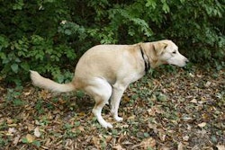dogs-poop