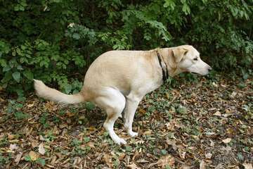 dogs-poop