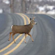 roadkill