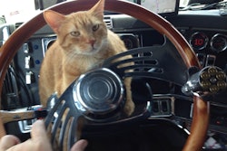 Mike is owned by Amy Williams, a Panther Expedite owner-operator. “He greets all the customers we visit,” writes Williams. “Motorists point at him and tell us how cute he is.”