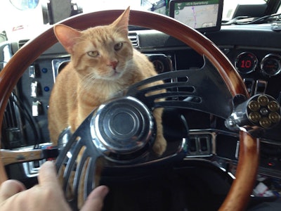 Mike is owned by Amy Williams, a Panther Expedite owner-operator. “He greets all the customers we visit,” writes Williams. “Motorists point at him and tell us how cute he is.”