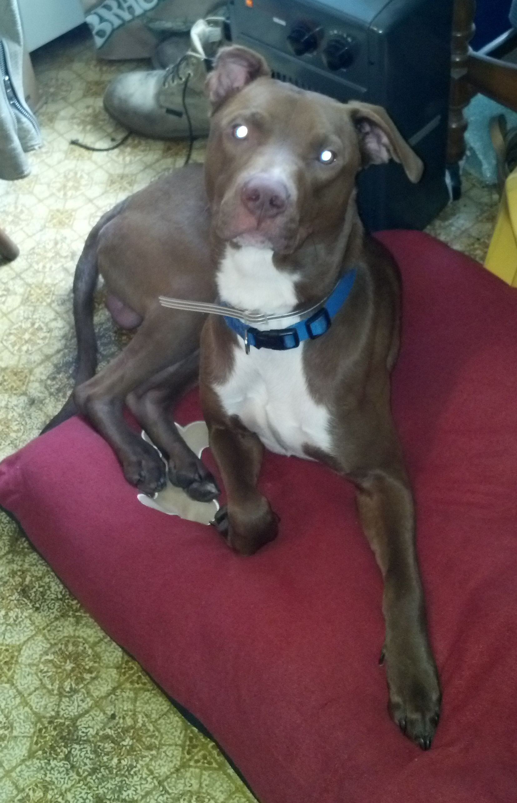 Buddy Roe Mary Hanlon's pit bull edit