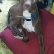 Buddy Roe Mary Hanlon's pit bull edit