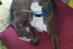 Buddy Roe Mary Hanlon's pit bull edit