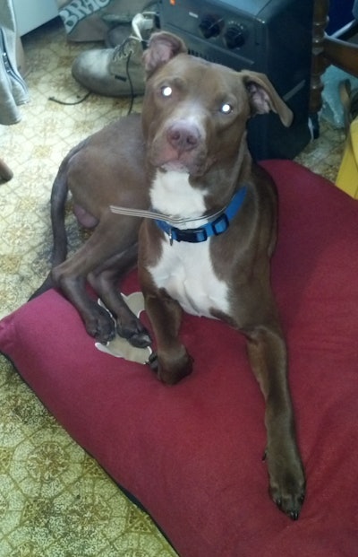 Buddy Roe Mary Hanlon's pit bull edit