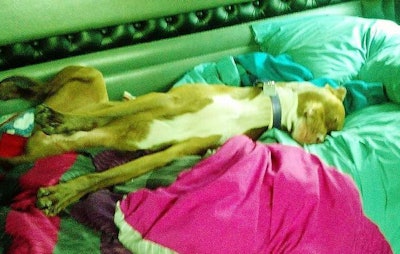 Buddy Roe on break edit