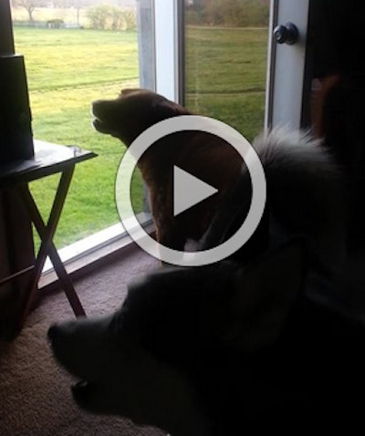 Hear Wendy’s howling dogs in the vid below…