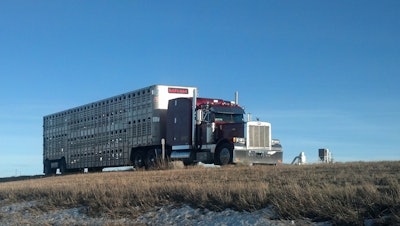 Matt Hopkins hauls in a 1999 Peterbilt 379 powered by a Caterpillar 3406E rated at 600 hp and a 15-speed Eaton transmission, but he takes more pride in his trailer. The 53-foot Wilson 406 livestock trailer is a 2004 model on spread tandems. “They call it the ‘hog combo’ – I can put sheep or pigs on it, and all the gates work like I want them to, just how I like it. … I spend as much time with the animals as I do with the truck.”