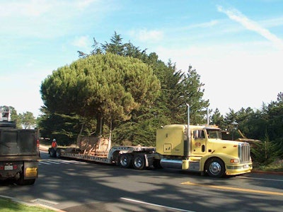 “The Presidio, San Francisco, moving live trees,” noted reader Eric Witze.
