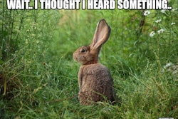 Listen closely at a truck stop diner and you’ll hear some interesting things.