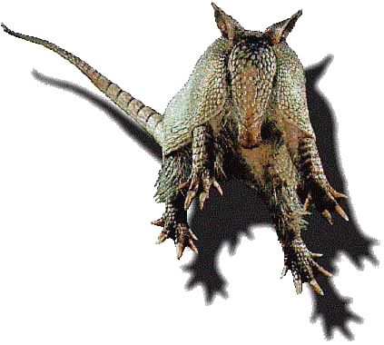 Armadillo