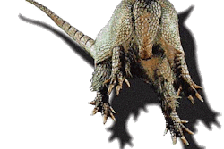Armadillo