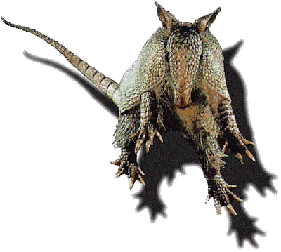 Armadillo