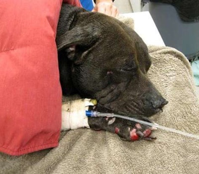 Sullivan’s ridealong pit bull, Bella, was thrown from his truck during the accident and missing for a time before found, injured but alive. Before the trip to Georgia, the Animal Aid will pick her up from Mountain View Veterinary Services in Shippensburg, Pa., who saved the dog’s life after the accident.