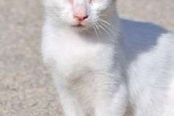 A sick cat garners a whole lot more public attention than the trucking industry — unless there are videos of fiery death crashes involved.