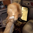 Dean Jay, a hunter, uses this fox hide gear shift cover as one many animal touches on Cream Puff.