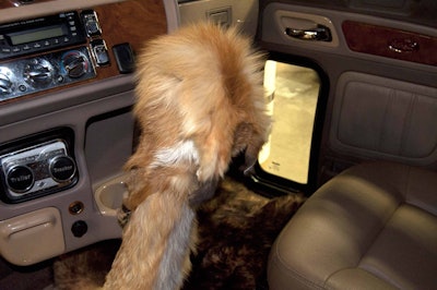 Dean Jay, a hunter, uses this fox hide gear shift cover as one many animal touches on Cream Puff.