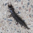 hellgrammite