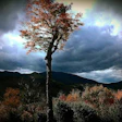 White Mountains