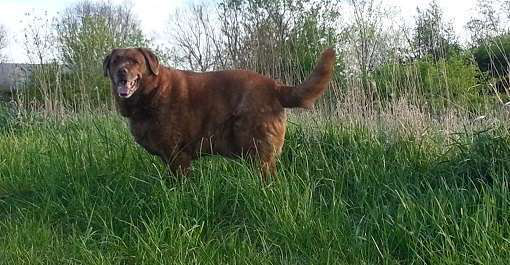 train singing dog edit