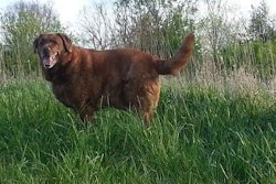 train singing dog edit