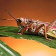 Cricket