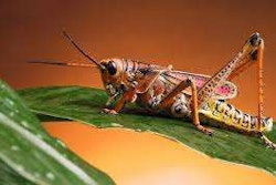 Cricket