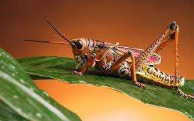 Cricket