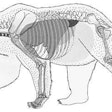 I wondered what the inside of a grizzly bear looked like, so you know what? I looked it up on the Google. No special suit required.