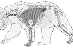 I wondered what the inside of a grizzly bear looked like, so you know what? I looked it up on the Google. No special suit required.