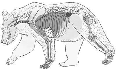 I wondered what the inside of a grizzly bear looked like, so you know what? I looked it up on the Google. No special suit required.