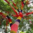 Knit knot tree, US 68, Yellow Springs, Ohio
