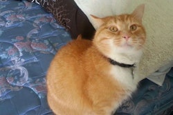 “Say no to the harness.”