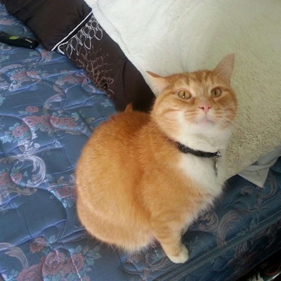 “Say no to the harness.”