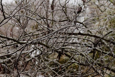 ice on tree (800x534)