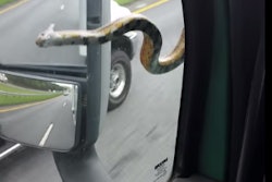 In “Snake on a windshield Part 2” on youtube.com, the snake makes an appearance beside the driver’s window.
