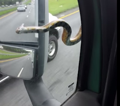 In “Snake on a windshield Part 2” on youtube.com, the snake makes an appearance beside the driver’s window.