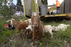 WsDOT goats