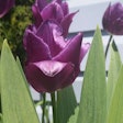 purple tulips edit