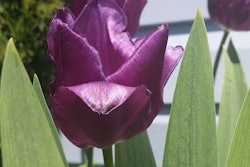 purple tulips edit