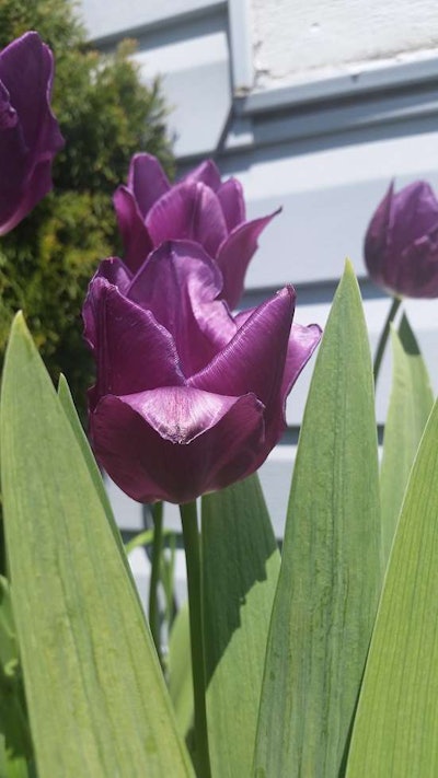 purple tulips edit