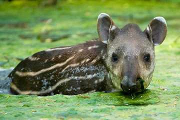 “Support educational television, y’all – you aren’t just born with life skills like possible tapir sightings in Oregon.”