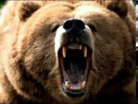 Bear scary