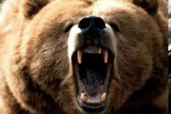 Bear scary