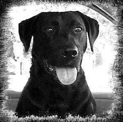 Calvin is a sleek black lab who travels with The Continental Cowboy, Jerry Blevins. Jerry is a good ol’ boy from Southern Ohio and he loves his dog as much as his wife and his truck. The best thing about his daily video is the look of pure joy on his face when he’s interacting with the dog. It’s good stuff, it’ll make you feel better about life in general.