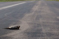 Snapping turtles, too, indeed, not to mention the occasional mink, groundhog, great blue heron or great (white) egret and copious deer. For those of you who cycle, too, this area is readily accessible from both the downtown TA and the Love’s on Trinity Lane, miles from each but in good weather easily doable. Though it says “CLOSED” on the map at the prior link, the Cornelia Fort Airpark, as it’s known, is only closed for flights, as it were. The loop connects via other paved trails to the likewise paved Shelby Bottoms Greenway along the river.